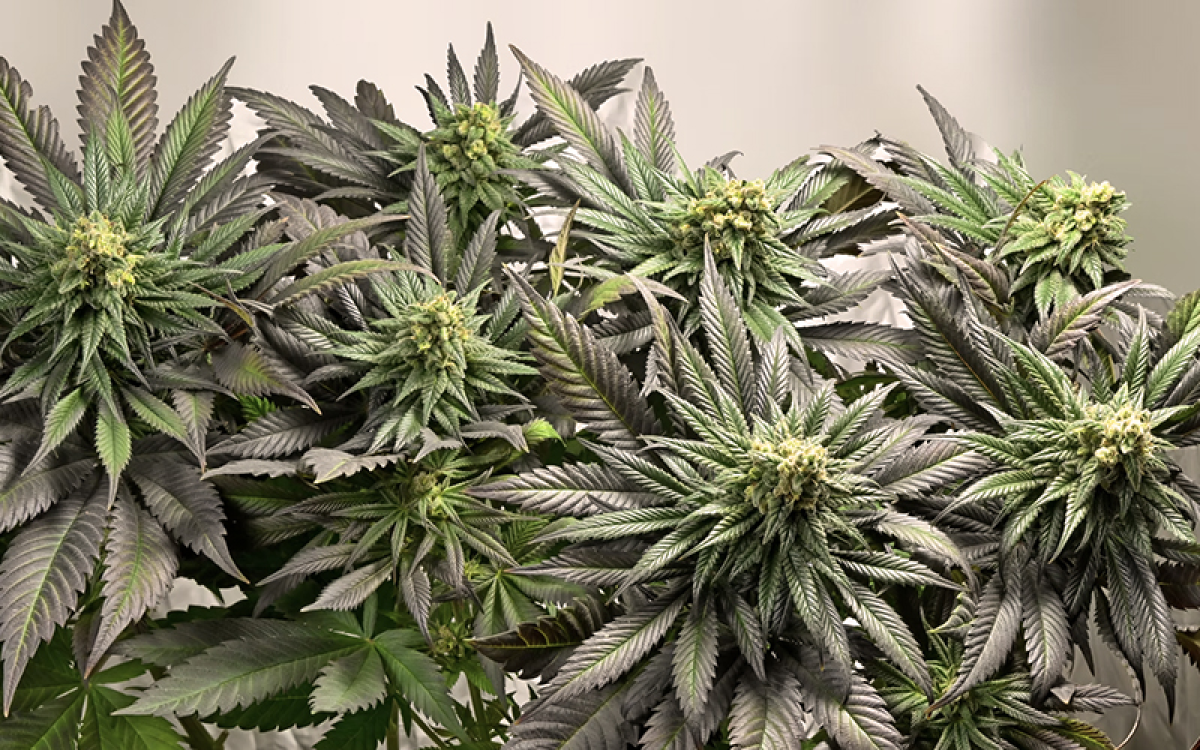 La Tête à l'Ouest (image 2)