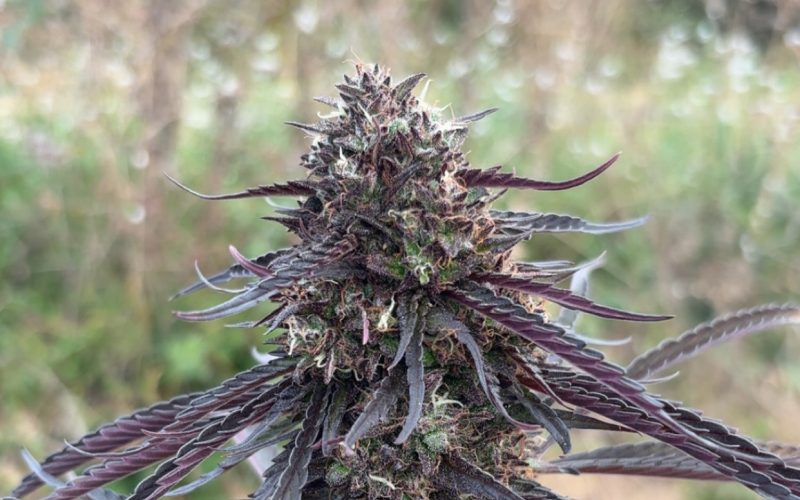 CBD du Ventoux (image 2)