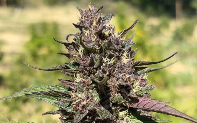 CBD du Ventoux (image 3)