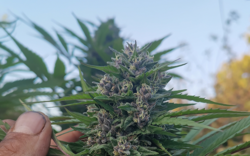 Breizh Marie Jeanne (image 2)