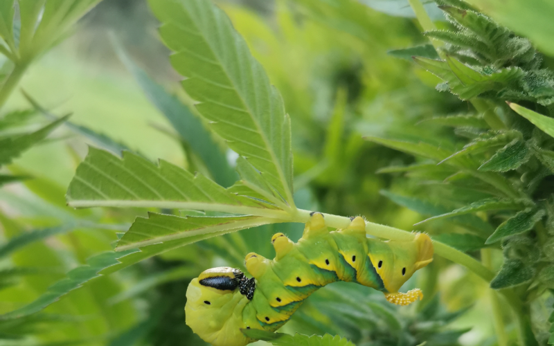 Breizh Marie Jeanne (image 3)