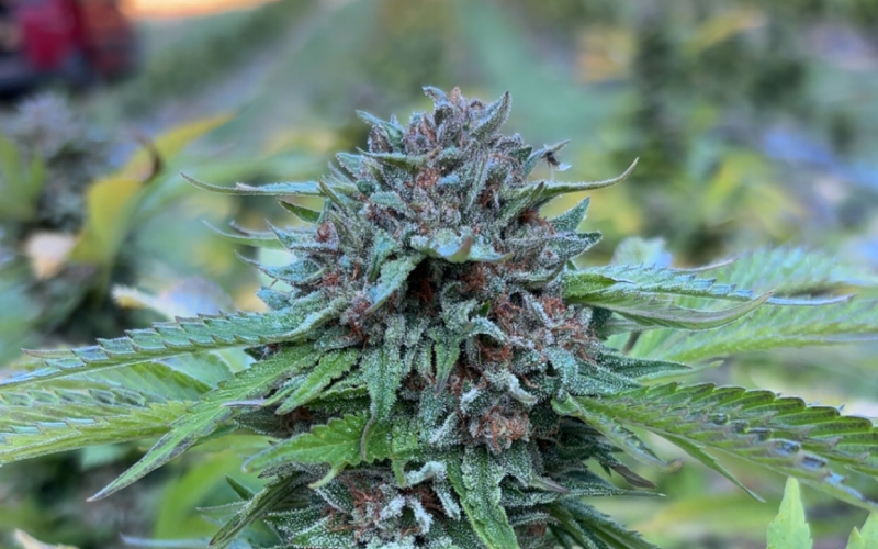 CBD du Ventoux (image 4)