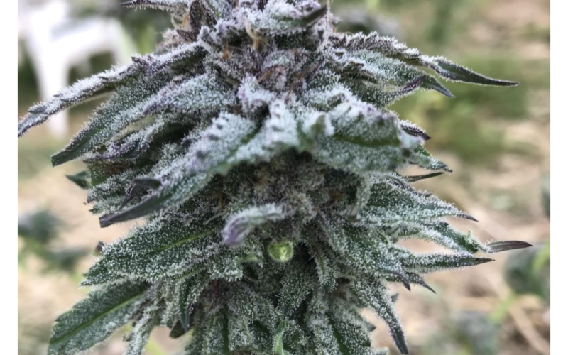 Les Plantes de Kergoff (image 2)