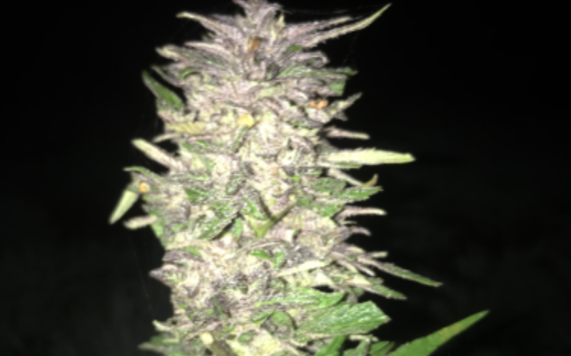 Les Plantes de Kergoff (image 3)