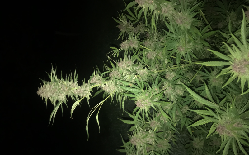 Les Plantes de Kergoff (image 4)