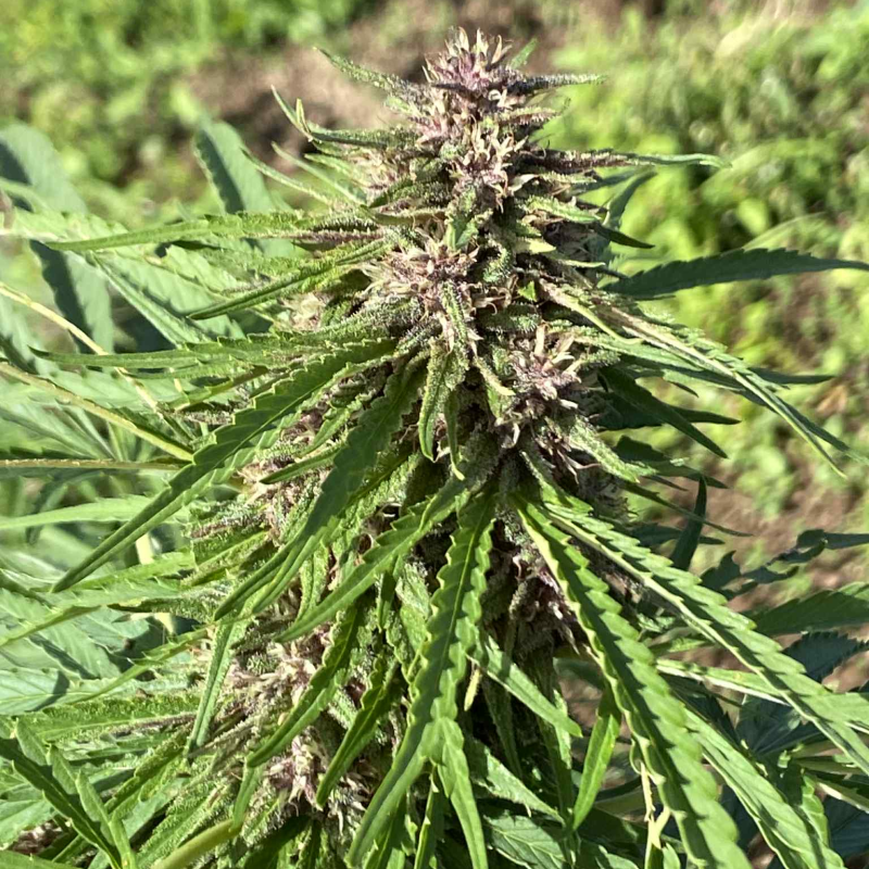 CannaBZH - (image 3)