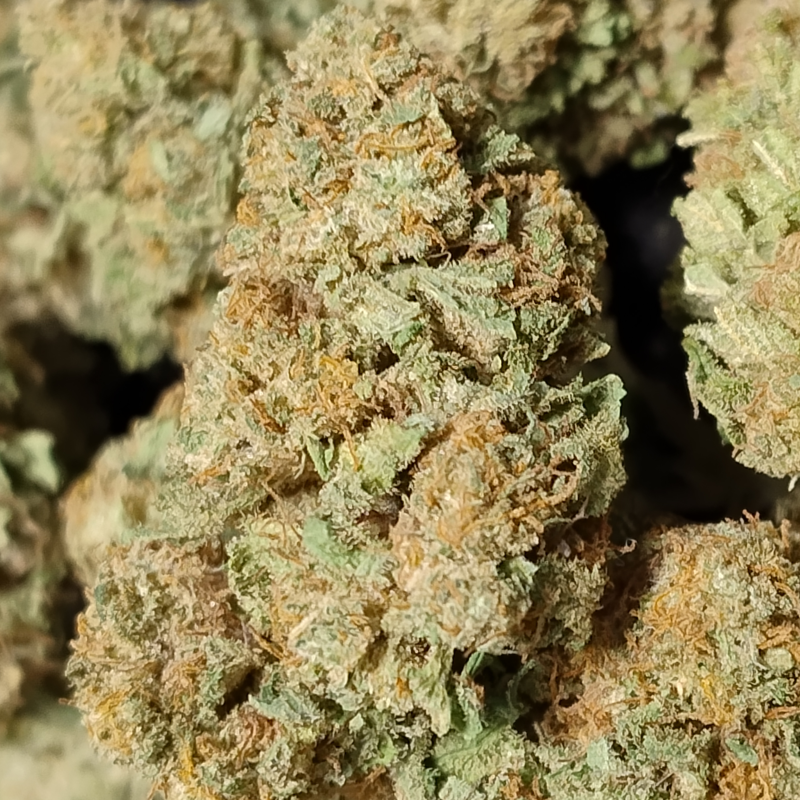 CannaBZH - (image 2)