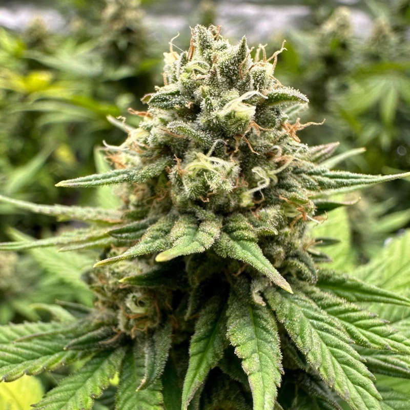 BONNABIS - (image 4)