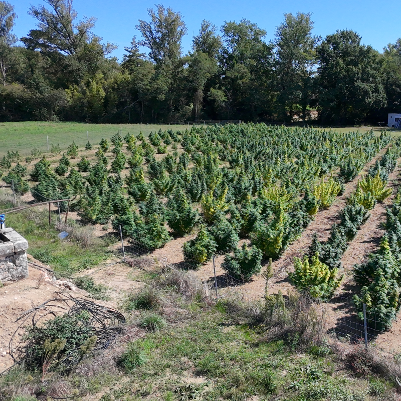 Produits terroir tarnais - (image 3)