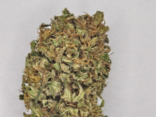 Goat butter small bud