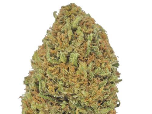 Zombie kush small bud